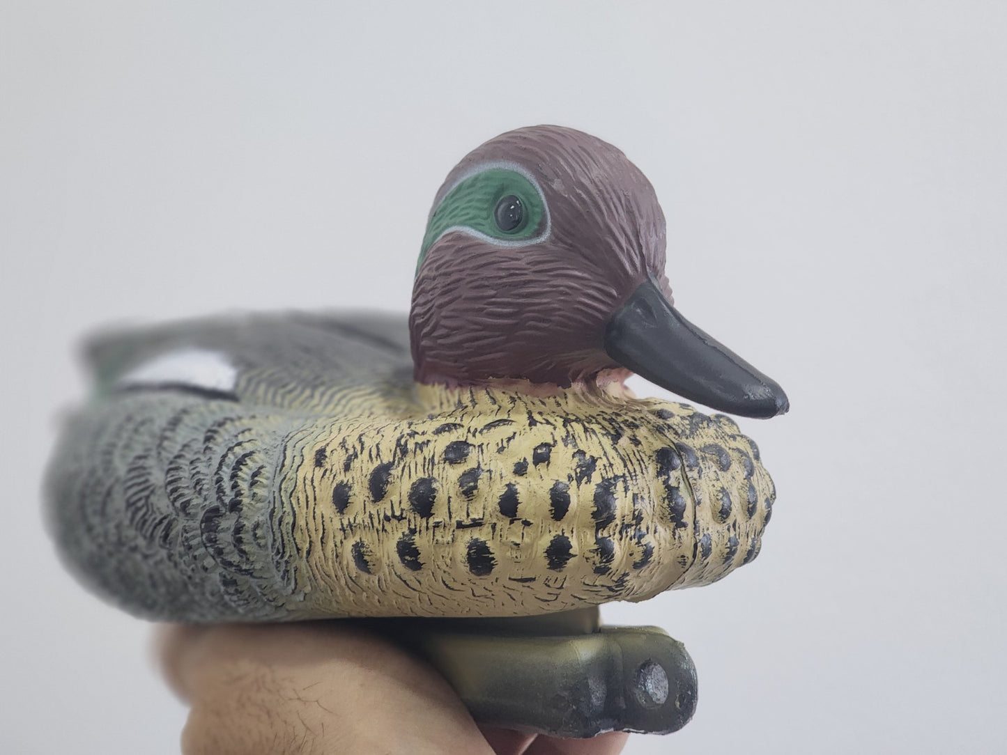 بطة ديكوي_ ذكر فارفور